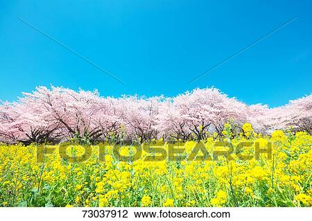 Flower field View Large Photo Image Stock Image - Flower field. Fotosearch