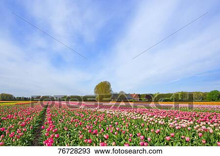 Stock Image - Flower field. Fotosearch
