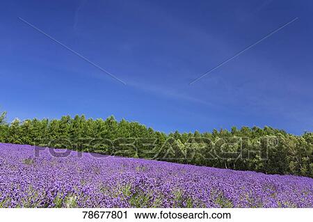 Stock Image - Flower field. Fotosearch
