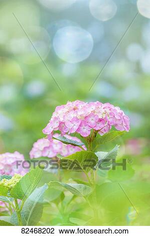 Stock Image - Flower field. Fotosearch