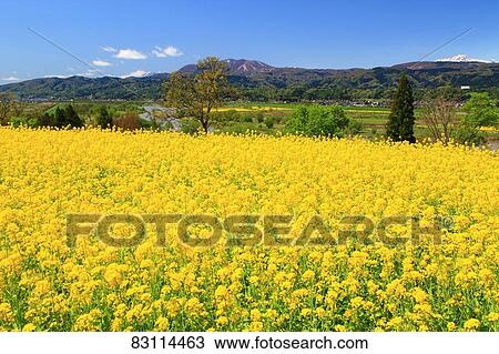 Flower field View Large Photo Image Stock Image - Flower field. Fotosearch