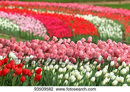 Stock Image - Flower field. Fotosearch