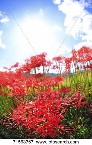 Flower field View Large Photo Image Stock Photo - Flower field. Fotosearch