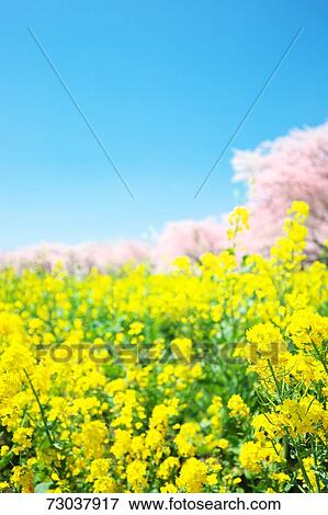 Flower field View Large Photo Image Stock Photo - Flower field. Fotosearch