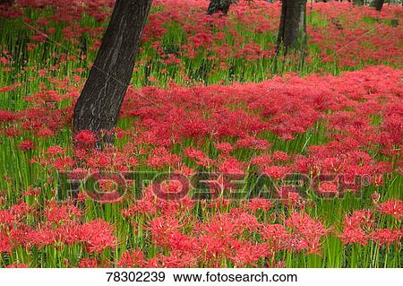 Stock Photo - Flower field. Fotosearch