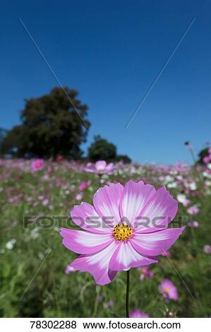 Flower field View Large Photo Image Stock Photo - Flower field. Fotosearch