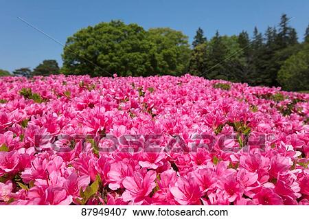 Stock Photo - Flower field. Fotosearch