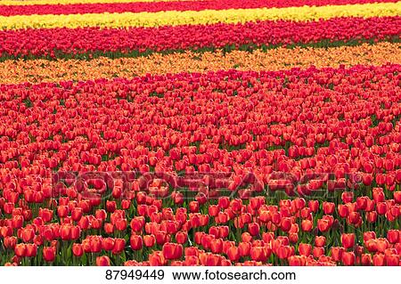 Flower field View Large Photo Image Stock Photo - Flower field. Fotosearch