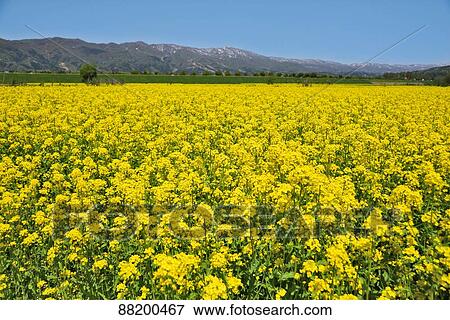 Stock Photo - Flower field. Fotosearch