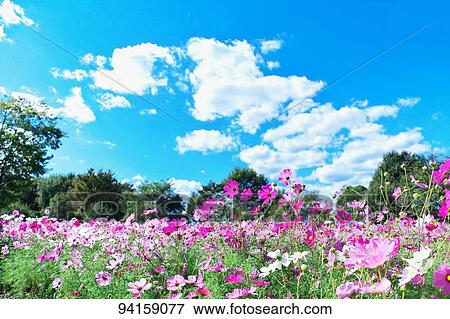 Flower field View Large Photo Image Stock Photo - Flower field. Fotosearch