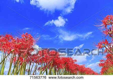 Flower field View Large Photo Image Stock Photograph - Flower field. Fotosearch