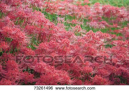 Stock Photograph - Flower field. Fotosearch