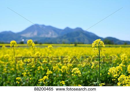 Stock Photography - Flower field. Fotosearch