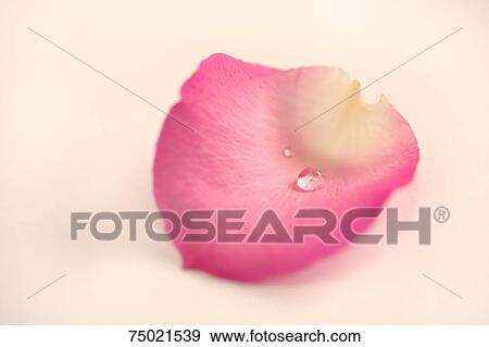Stock Photo - Flower petal. Fotosearch