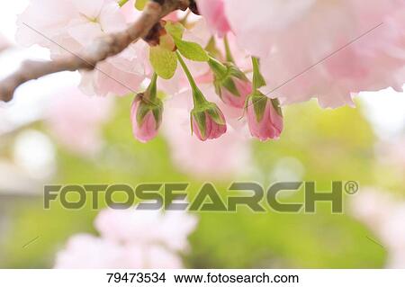 Flowers View Large Photo Image Picture - Flowers. Fotosearch