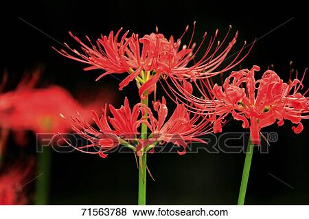 Flowers View Large Photo Image Stock Photo - Flowers. Fotosearch