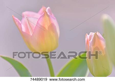 Flowers View Large Photo Image Stock Photo - Flowers. Fotosearch