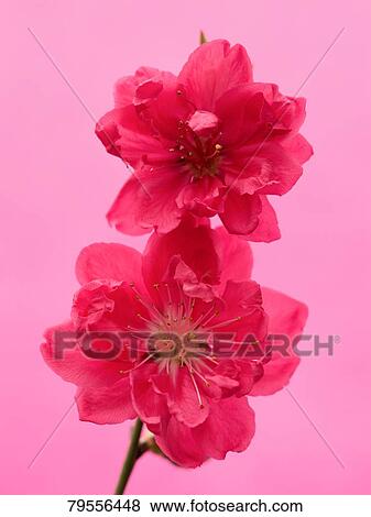 Flowers View Large Photo Image Stock Photo - Flowers. Fotosearch