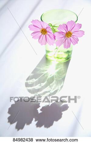 Flowers View Large Photo Image Stock Photo - Flowers. Fotosearch