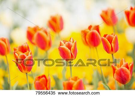 Flowers View Large Photo Image Stock Photography - Flowers. Fotosearch