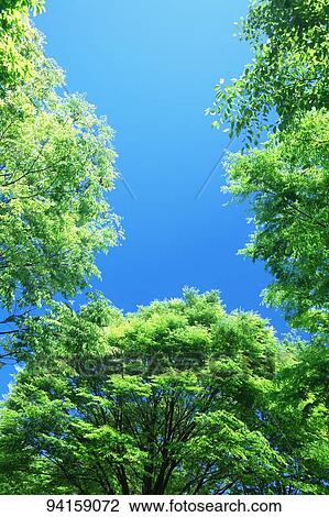 Fresh green and blue sky View Large Photo Image Stock Image - Fresh green and blue sky. Fotosearch