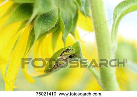 Stock Image - Frog on a sunflower. Fotosearch