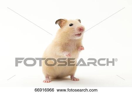 Stock Photograph - Golden hamster. Fotosearch