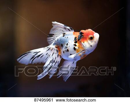 Goldfish View Large Photo Image Stock Image - Goldfish. Fotosearch