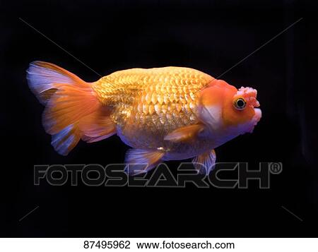 Goldfish View Large Photo Image Stock Image - Goldfish. Fotosearch