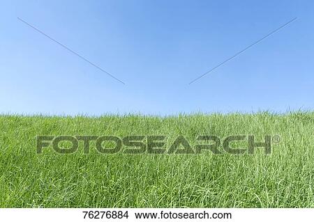 Grass field View Large Photo Image Picture - Grass field. Fotosearch