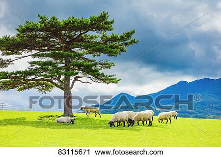Grazing sheep View Large Photo Image Stock Image - Grazing sheep. Fotosearch
