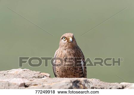 Greater kestrel View Large Photo Image Stock Photo - Greater kestrel. Fotosearch