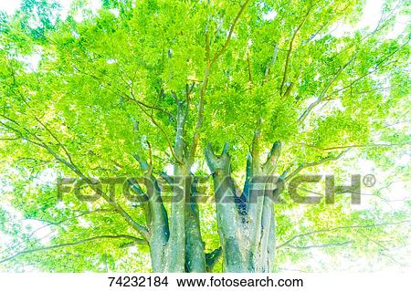 Green foliage View Large Photo Image Picture - Green foliage. Fotosearch