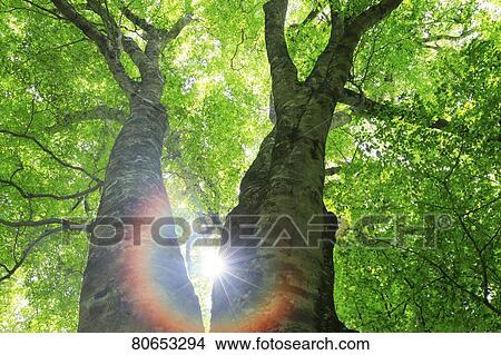 Picture - Green foliage. Fotosearch