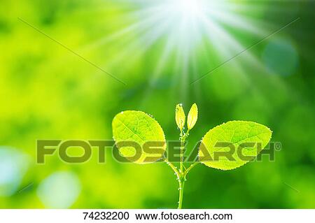 Stock Image - Green foliage. Fotosearch