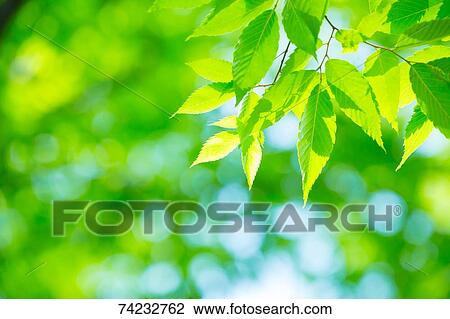 Stock Image - Green foliage. Fotosearch