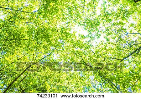 Stock Image - Green foliage. Fotosearch