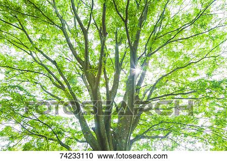 Green foliage View Large Photo Image Stock Image - Green foliage. Fotosearch