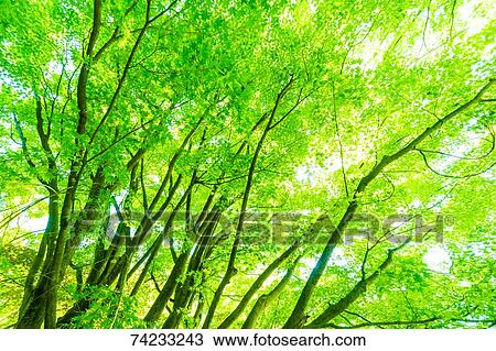 Stock Image - Green foliage. Fotosearch