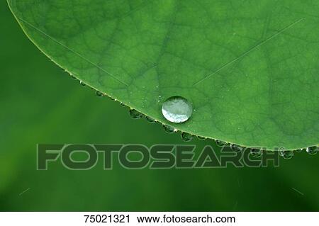 Green foliage View Large Photo Image Stock Image - Green foliage. Fotosearch