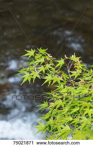 Green foliage View Large Photo Image Stock Image - Green foliage. Fotosearch