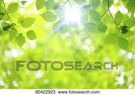 Green foliage View Large Photo Image Stock Image - Green foliage. Fotosearch