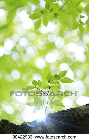 Green foliage View Large Photo Image Stock Image - Green foliage. Fotosearch