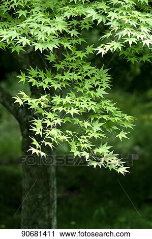 Stock Image - Green foliage. Fotosearch