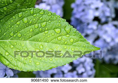 Stock Image - Green foliage. Fotosearch