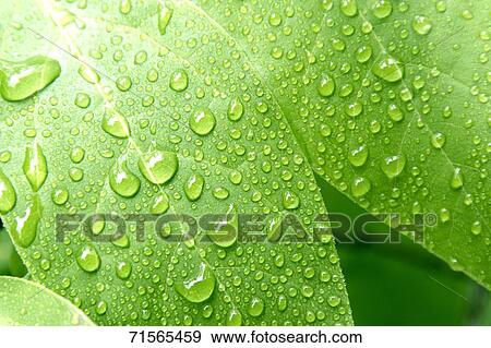 Green foliage View Large Photo Image Stock Photo - Green foliage. Fotosearch