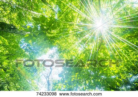 Stock Photo - Green foliage. Fotosearch