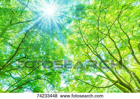 Green foliage View Large Photo Image Stock Photo - Green foliage. Fotosearch
