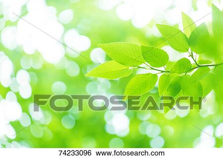 Stock Photograph - Green foliage. Fotosearch