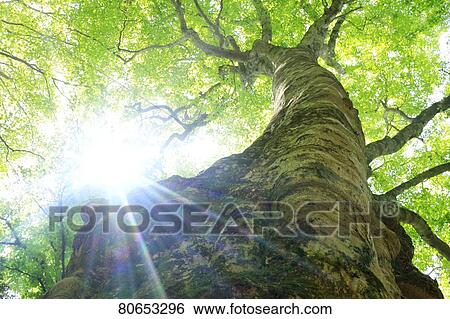 Stock Photograph - Green foliage. Fotosearch